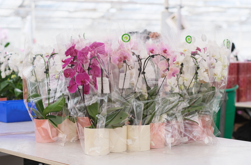 A Record-Breaking Valentine's Day at Westerlay Orchids