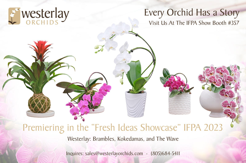 Westerlay Orchids New Offerings at the 2023 IFPA Global Produce and Floral Show (Produce News)