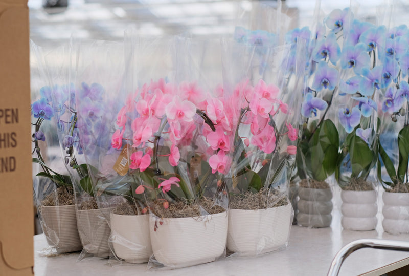 A Gemstone Colored Mother's Day at Westerlay Orchids
