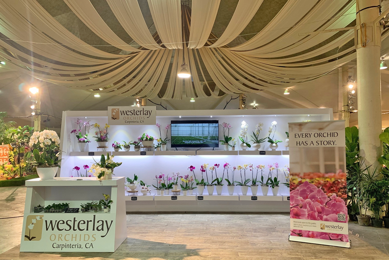 Visit Westerlay Orchids at the 2023 Santa Barbara International Orchid Show