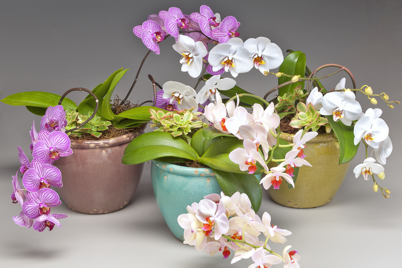 Westerlay Orchids Launches 