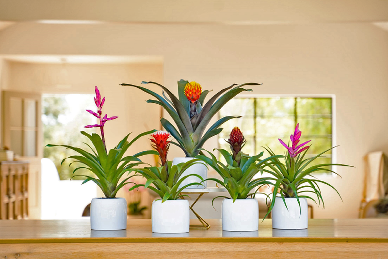 Westerlay Orchids Expands Assortment with Bromeliads (Floral Daily)