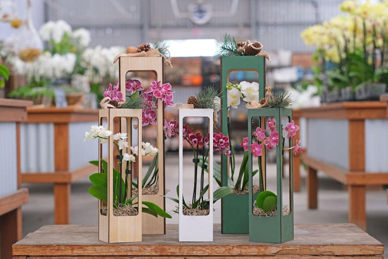 Here’s a Great Gift for Those Who Want to Give Something Unique: Westerlay Plants! (LA-Story)