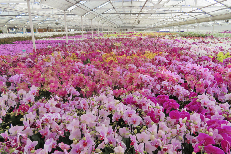 What's Better Than Orchids? Carbon Neutral Orchids (Greenhouse Management)