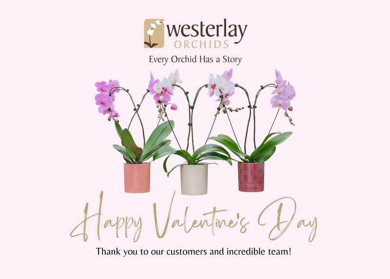 Westerlay Orchids Wishes You a Happy Valentine's Day