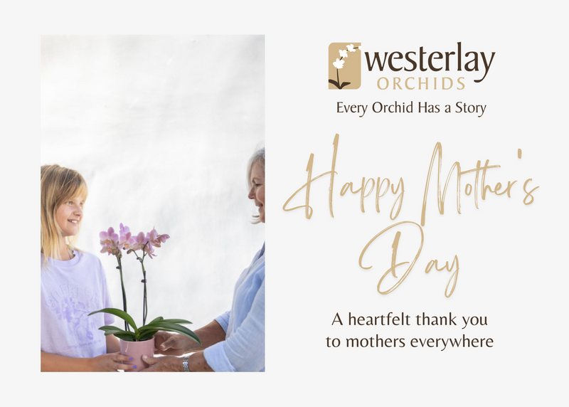 Westerlay Orchids Wishes You a Happy Mother's Day