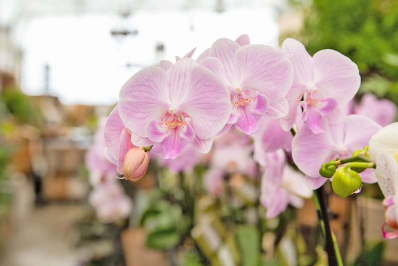 Westerlay Orchids: The Timeless Flower of the Year 2023, Fit for All Celebrations (USA Wire)