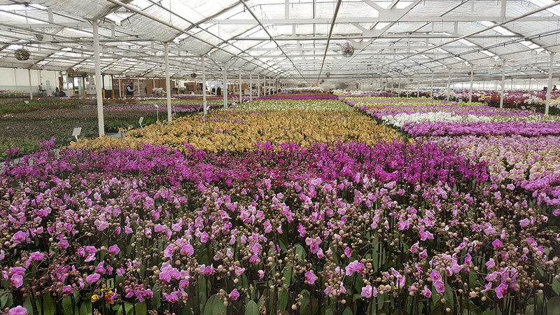 Wholesale Orchids For Valentine's Day
