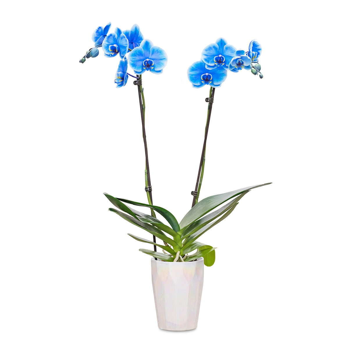 Blue Sapphire Gemstone Orchid - 1 Pack – Westerlay