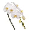 Cascade Orchids - 6 Pack in Ceramic