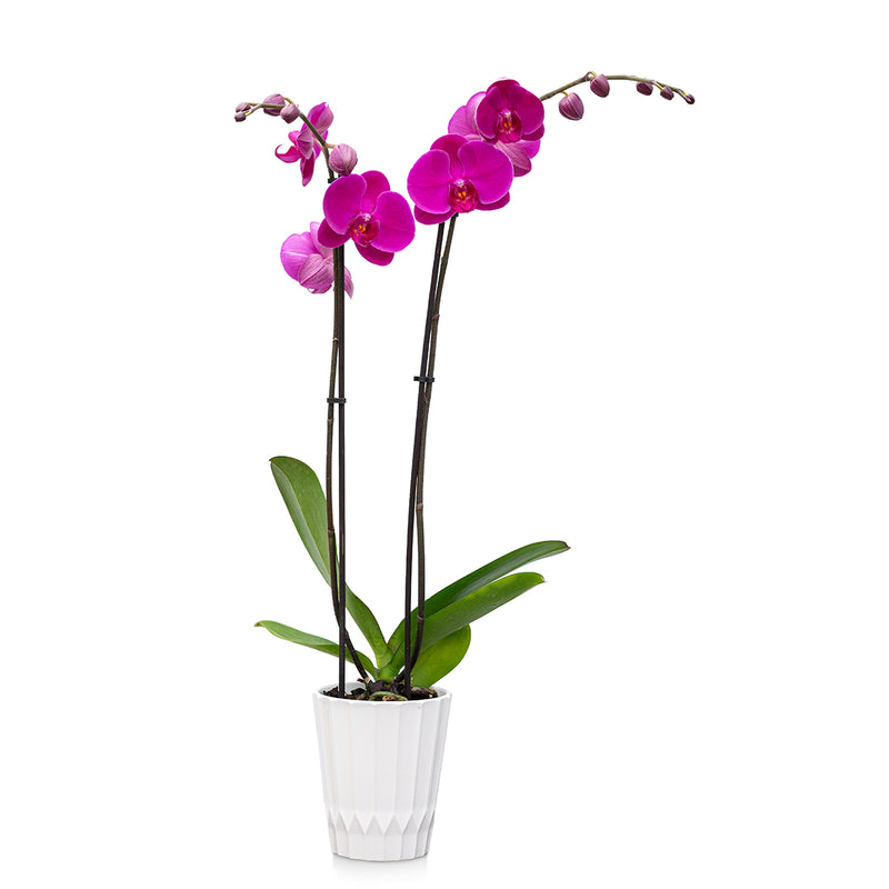 Premium Orchids - 10 Pack Assorted in Ceramic