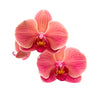 Premium Orchids - 10 Pack Assorted in Grow Pot