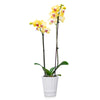 Premium Orchids - 10 Pack Assorted in Ceramic