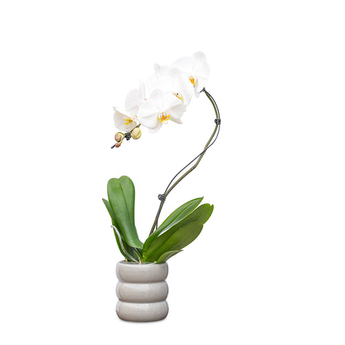 Cascade Orchids - 6 Pack