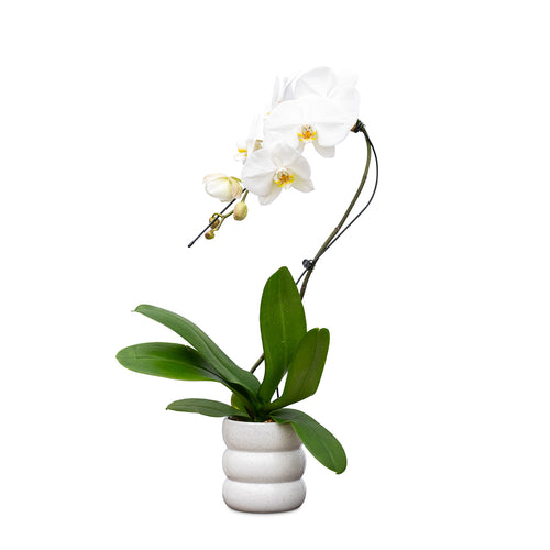 Cascade Orchids - 6 Pack in Ceramic