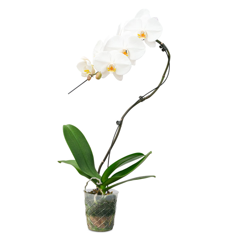 Cascade Orchids - 6 Pack in Grow Pot