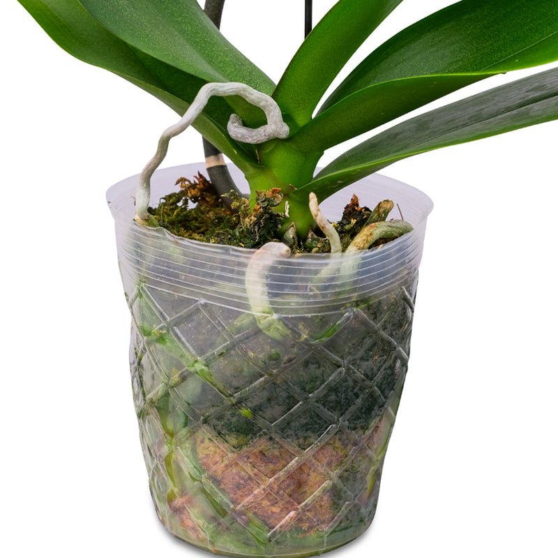 Cascade Orchids - 6 Pack in Grow Pot
