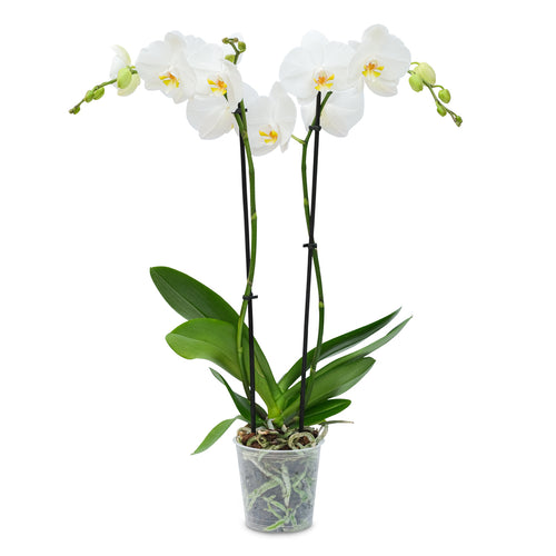 Premium Orchids - 10 Pack White in Grow Pot