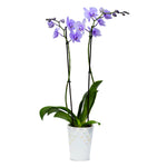 Purple Gemstone Orchid - 1 Pk