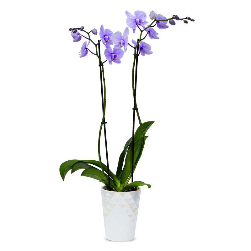 Gemstone Orchids - 10 Pack