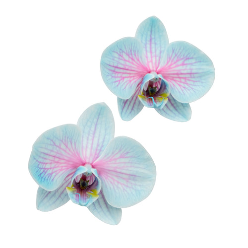 Pink Moonstone Orchid - 1 Pack