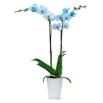 Lilac Moonstone Orchid - 1 Pack