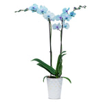 Moonstone Orchids - 10 Pack