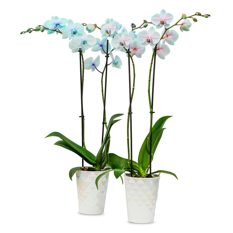 Moonstone Orchids - 10 Pack