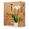Premium Orchids - 10 Pack White in Ceramic
