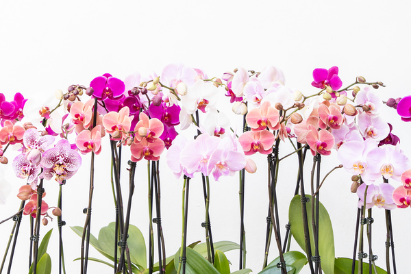 How to Fertilize Your Orchid – Westerlay