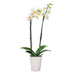 Single Large Orchid