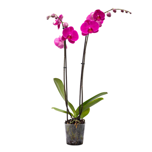 Premium Orchids - 10 Pack Purple in Grow Pot