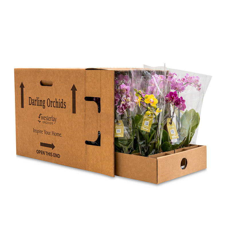 Darling Orchids - 15 Pack