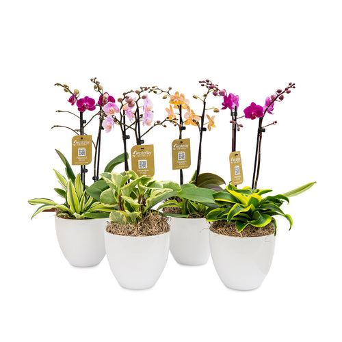Shop Wholesale Box of – Orchids Westerlay