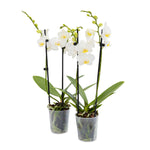 Tabletop Orchids - 15 Pack White in Grow Pot