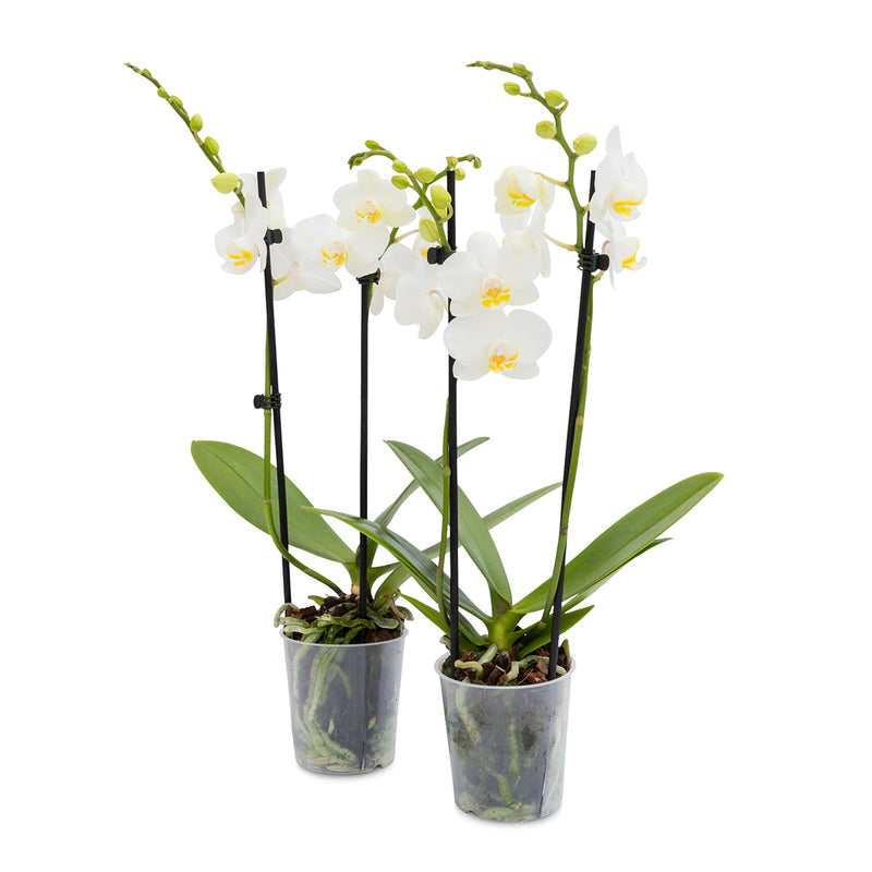 Tabletop Orchids - 15 Pack White in Grow Pot