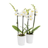 Tabletop Orchids - 15 Pack White in Ceramic