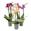 Tabletop Orchids - 15 Pack Assorted in Grow Pot