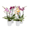Tabletop Orchids - 15 Pack Assorted in Ceramic