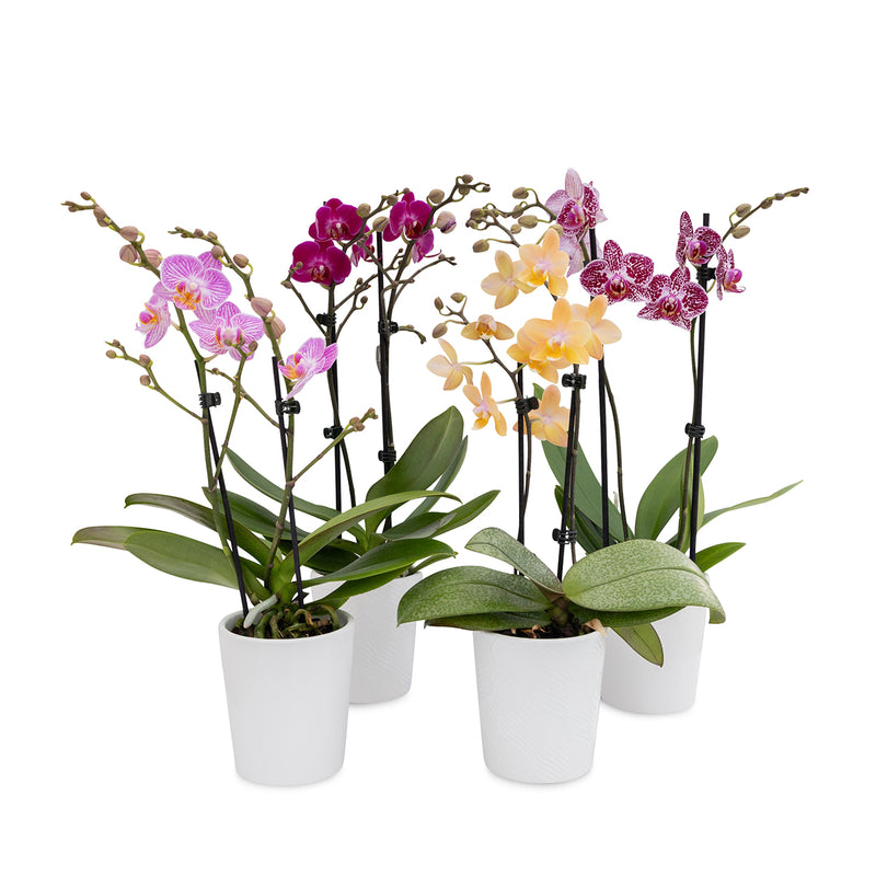 Tabletop Orchids - 15 Pack Assorted in Ceramic