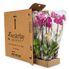 Premium Orchids - 10 Pack Purple in Grow Pot
