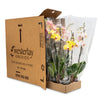 Premium Orchids - 10 Pack Assorted in Grow Pot