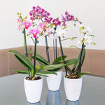 trio of unique orchid plants