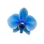 Blue Sapphire Gemstone Orchid - 1 Pack