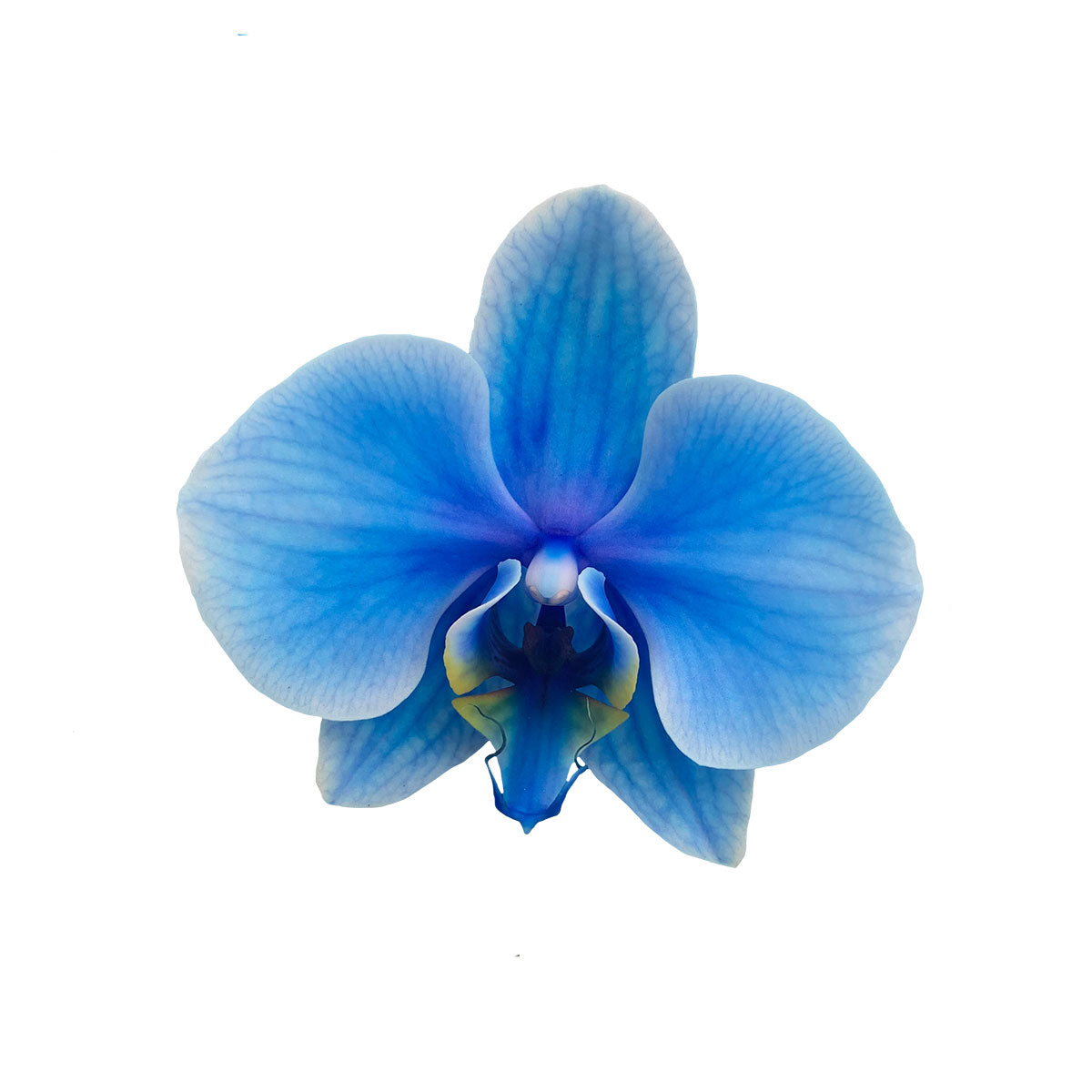 Blue Orchids - Are they Real or Dyed?