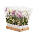 pack of 15 orchid plants