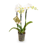 white orchid plant for sale
