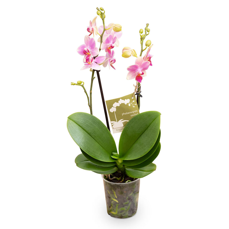 pink orchid plant with large green leaves