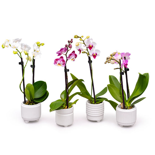 four cute small orchid plants in white pots