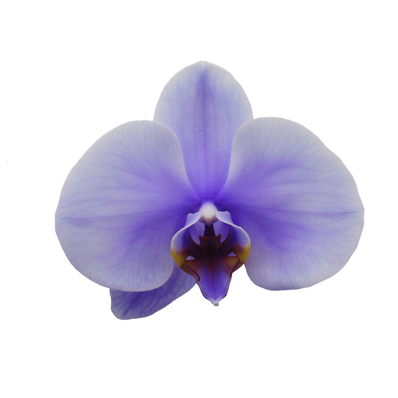 Purple Gemstone Orchid - 1 Pk